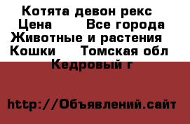 Котята девон рекс › Цена ­ 1 - Все города Животные и растения » Кошки   . Томская обл.,Кедровый г.